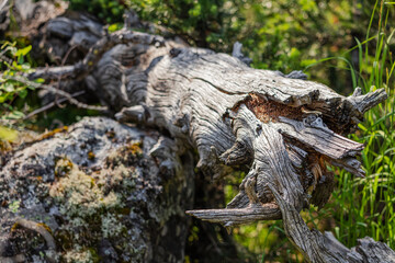 A mysterious place in a dense forest with a snag