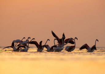 Silhouette of Greater Flamingos takeoff at Asker coast during sunrise, Bahrain