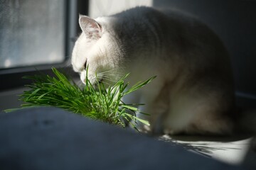 cat on the fence eating petgrass