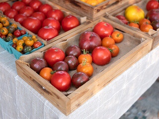 Fresh organic tomatoes display in boxes for sale in farmer market