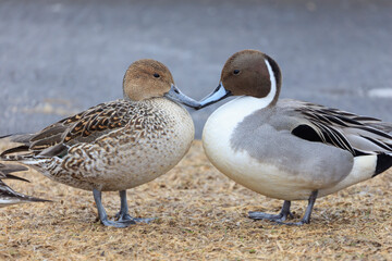 Looking at this pintail couple, it gets hot.