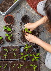 A woman prepares pepper seedlings in the ground for planting in a vegetable garden