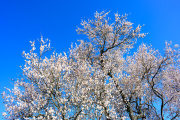 Amandier en fleurs