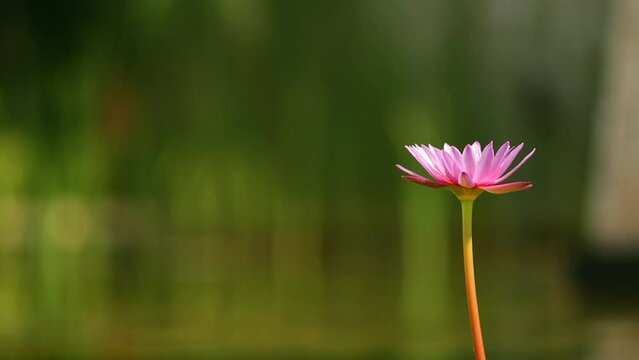 Tropical Lily Flower with Organic Bokeh Background