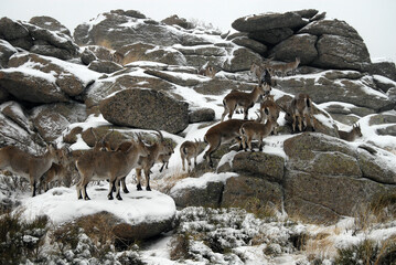 Cabras monteses en la sierra de Gredos en Avila. España