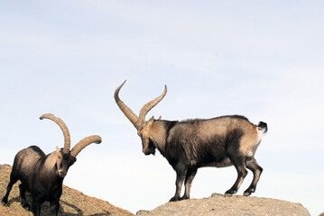 Cabras monteses en la sierra de Gredos en Avila. España