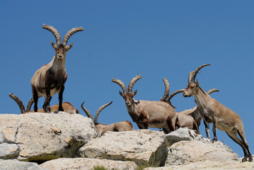 Cabras monteses en la sierra de Gredos en Avila. España