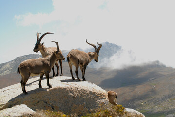 Cabras monteses en la sierra de Gredos en Avila. España
