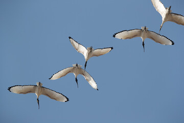 African Sacred Ibis flying, Bahrain