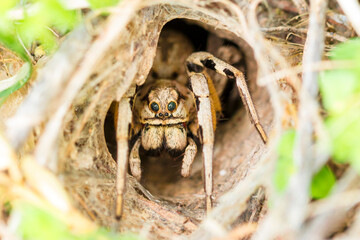 Araña Lobo ibérica
