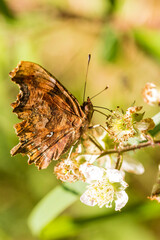 C-Blanca2 (Serie Mariposas Ibericas)