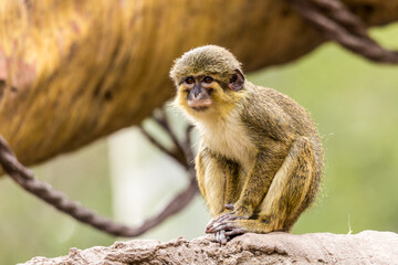 Macaco (Bioparc, Valencia)