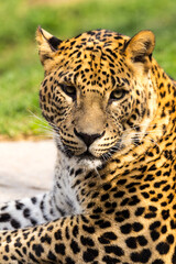 Leopardo1 (Bioparc, Valencia)