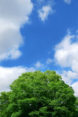 新緑の大きな木と青空