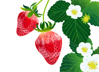 みずみずしい苺と苺の花のイラスト