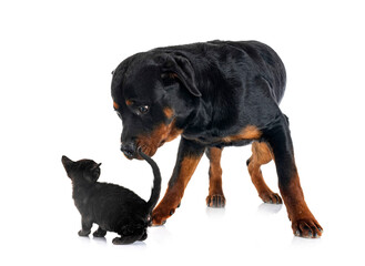 rottweiler and kitten in studio