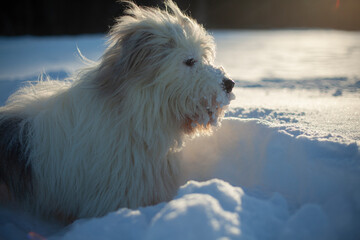 Dog in snow. Walking with pet. Dog with white hair in winter in park.