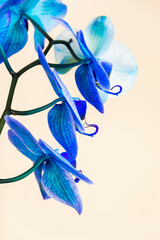 Side view of a blue colored Orchid