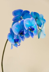 A single bloom stem of a blue colored orchid with copy space