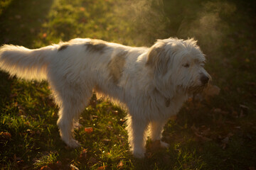 Dog in morning in park. Live on walk.