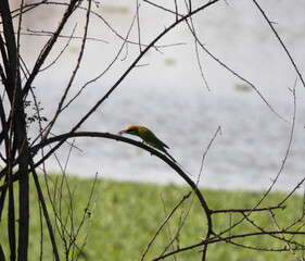 Green bird sitting on electric cable and looking to the side 