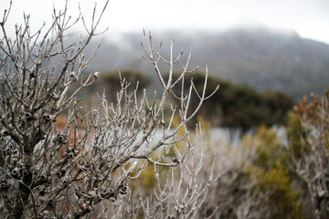 Shrubs and trees, Tasmania
