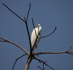 a heron bird sitting on a tree branch and looking to the side 