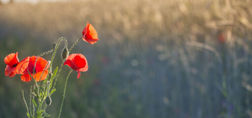Obraz premium red poppy on sunny field