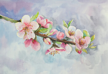 blossoming branch of apple tree - 489677830