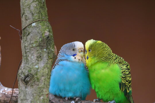 セキセイインコ Images Browse 398 Stock Photos Vectors And Video Adobe Stock