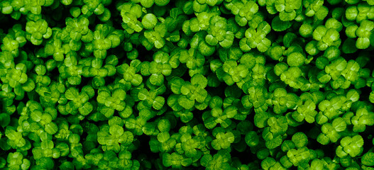 tiny leaves, green nature background