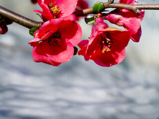 Red blossom in spring. Red quince blooms in springtime
