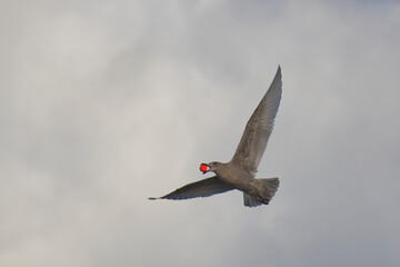A juvenile seagull flying in the sky with a red golf ball in its beak.  Burnaby BC Canada

