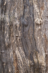 Plane tree's bark peels off. A bark of a platanus with different colors of brown, grey and beige