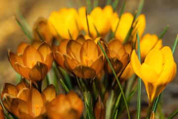 żółte krokusy, wiosenne kwiaty	