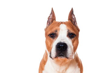 dog breed american staffordshire terrier brown color isolated on white background