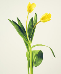 Bouquet of yellow tulips, minimalistic image