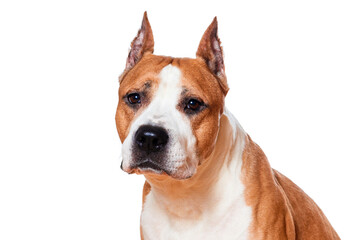 dog breed american staffordshire terrier isolated on white background