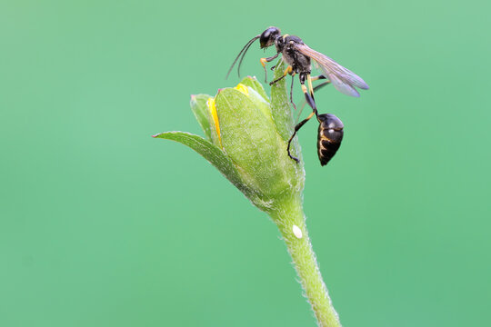 A slurry wasp perched on a wildflower. This insect has the scientific name Sceliphron curvatum.