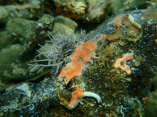 Fototapeta na wymiar Marine sponge Plakina hellenica var. or Plakina trilopha var. undersea, Aegean Sea, Greece, Halkidiki