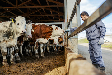 A farmer petting cow at farm.