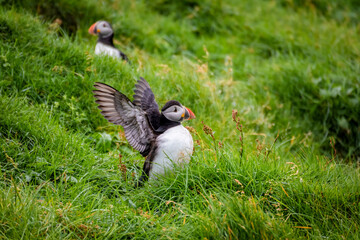 Atlantic puffin (scientific name: Fratercula arctica) spreading wings, ready to fly. Vestmannaeyjar (Westman Iceland) Heimaey, Iceland