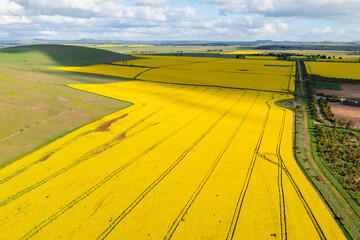 Aerial view of bright yellow crops of canola on a sloping hillside