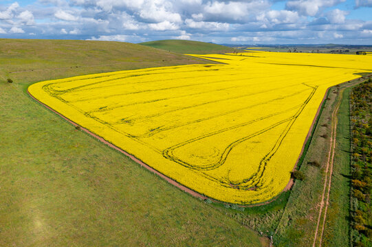 Aerial view of a bright yellow crop of canola on a sloping green hillside