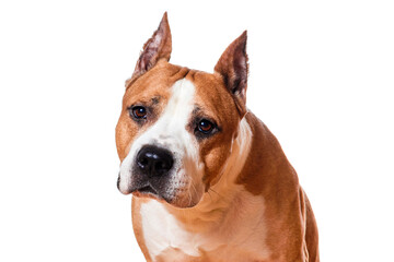 dog fighting breed staffordshire terrier brown color isolated on white background