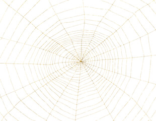 Toile dorée d’araignée, fond blanc 