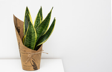 Sansevieria home plant  home decoration on white shelf.