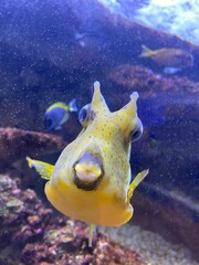 fish in aquarium