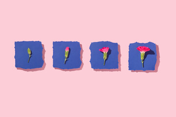 Spring creative layout with bright pink flowers on navy blue torn paper and pastel pink background. 80s, 90s retro romantic aesthetic summer concept. Stages of flower development.