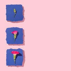 Spring creative layout with bright pink flowers on navy blue torn paper and pastel pink background. 80s, 90s retro romantic aesthetic summer concept. Stages of flower development.